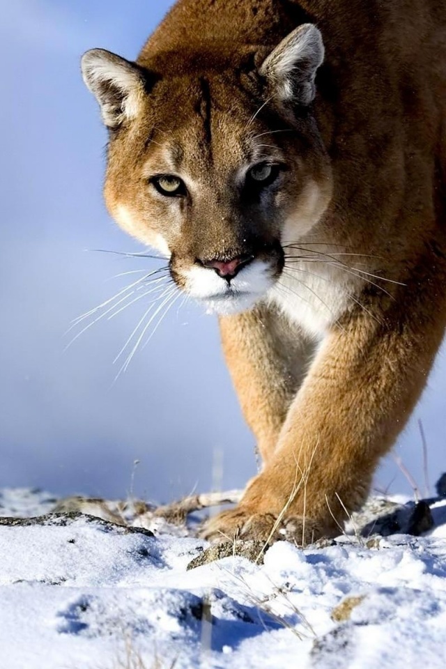 Пума с грозным взглядом обои