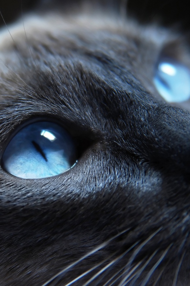Кот с голубыми глазами обои