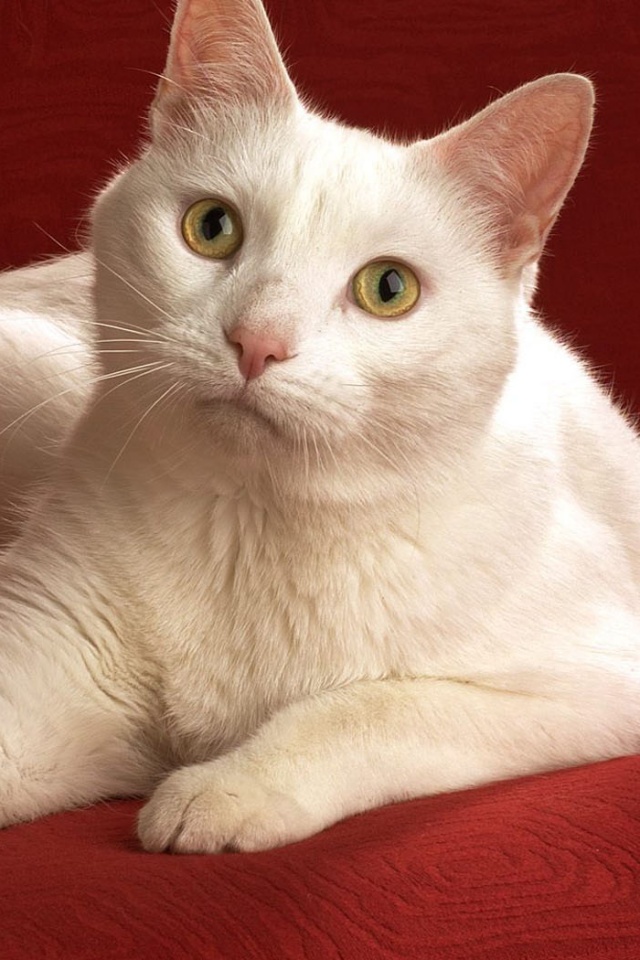 Белой кот на красном диване обои
