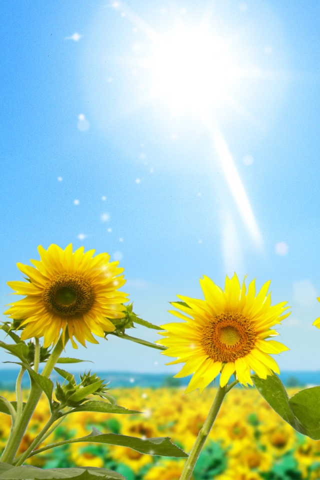 Подсолнухи не смотрят на солнце обои