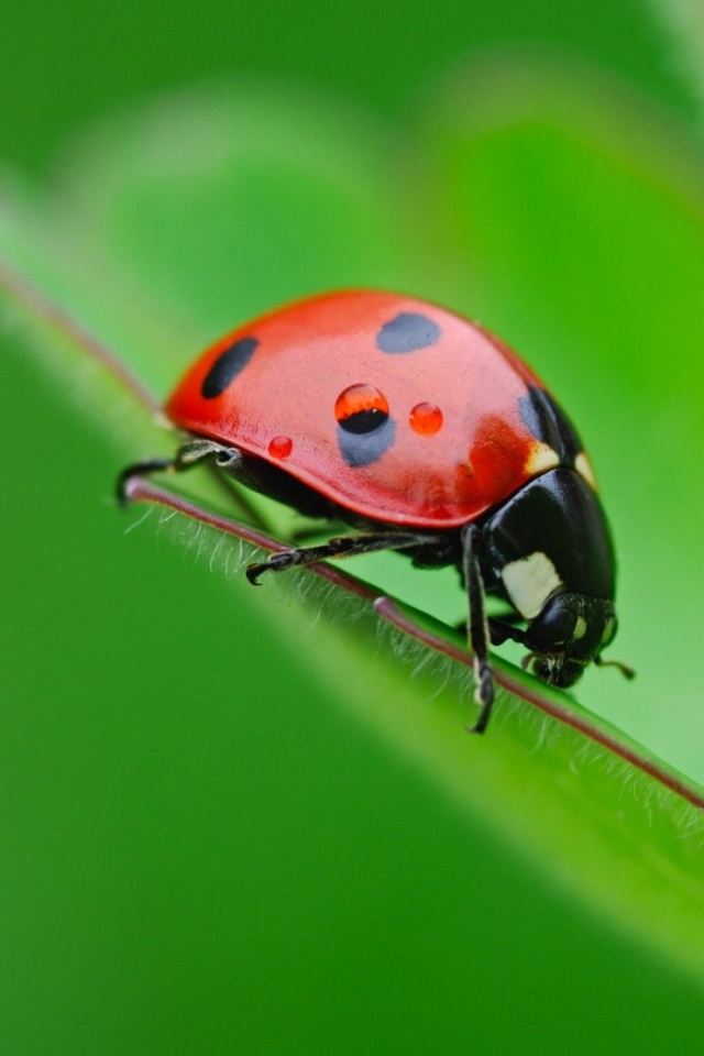 Божья коровка обои