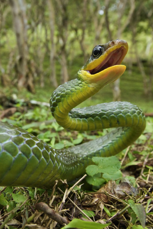 Зелёная змея обои