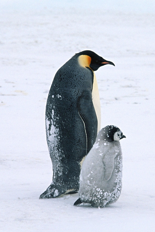 Пингвин с птенцом обои
