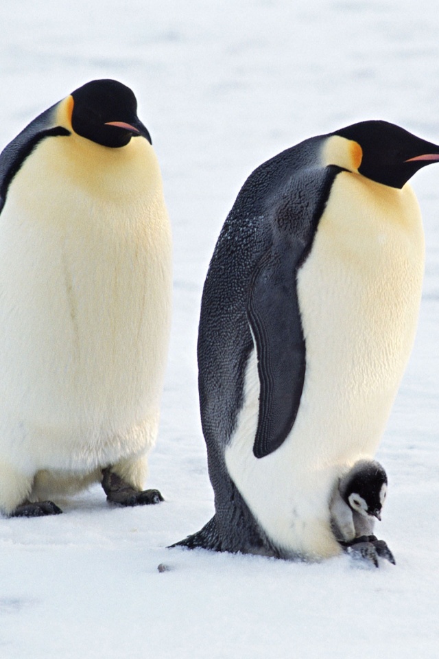 Семья пингвинов обои