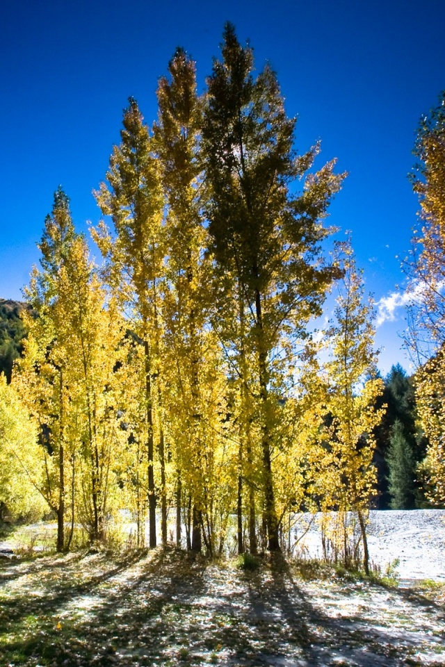 Осень в Новой Зеландии обои