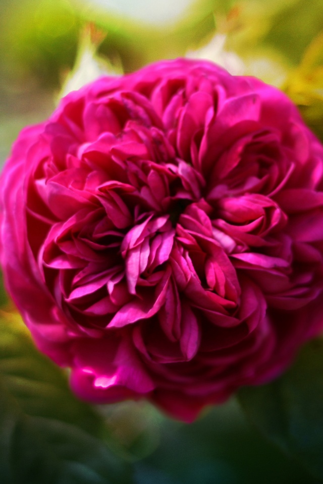 Клевер крупным планом обои