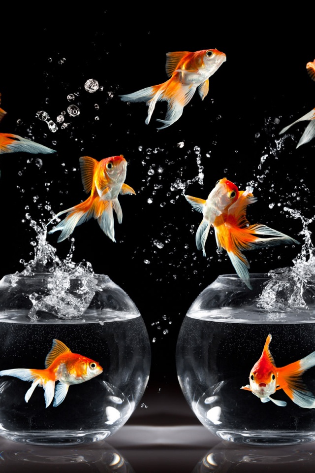 Аквариумы жонглируют рыбами обои