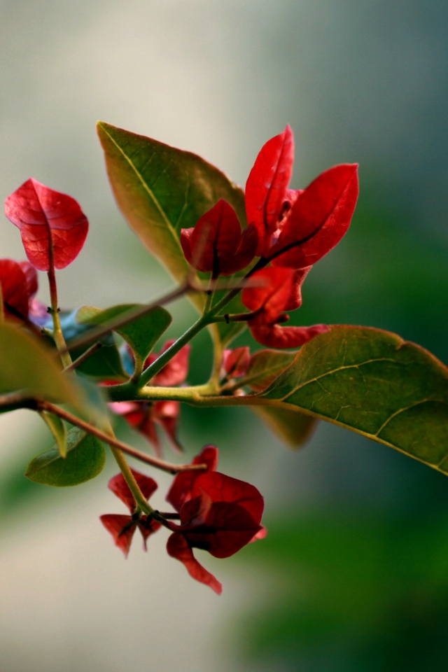 Разноцветные листья обои