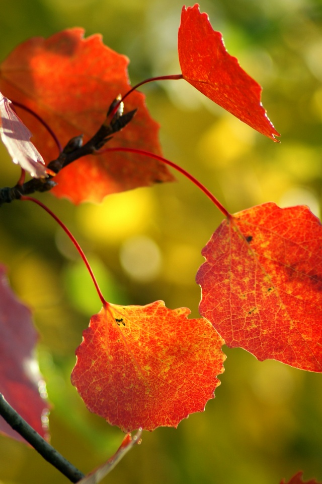 Красные листья обои