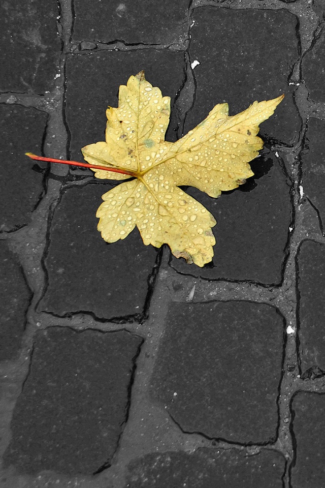 Упавший лист на мостовой обои
