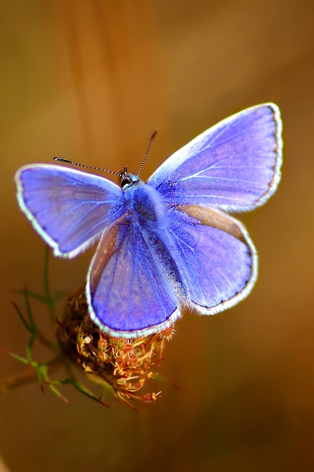 Бабочка с фиолетовыми крыльями обои