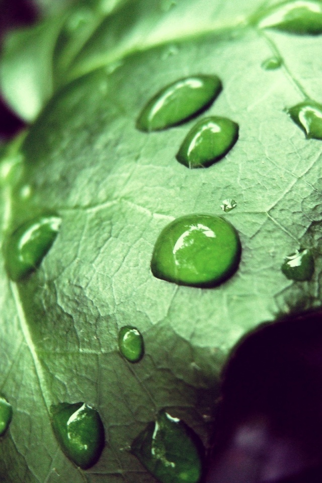 Капли росы на листе обои