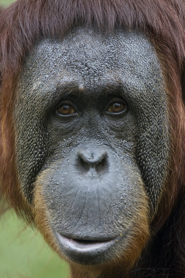 Орангутан обои