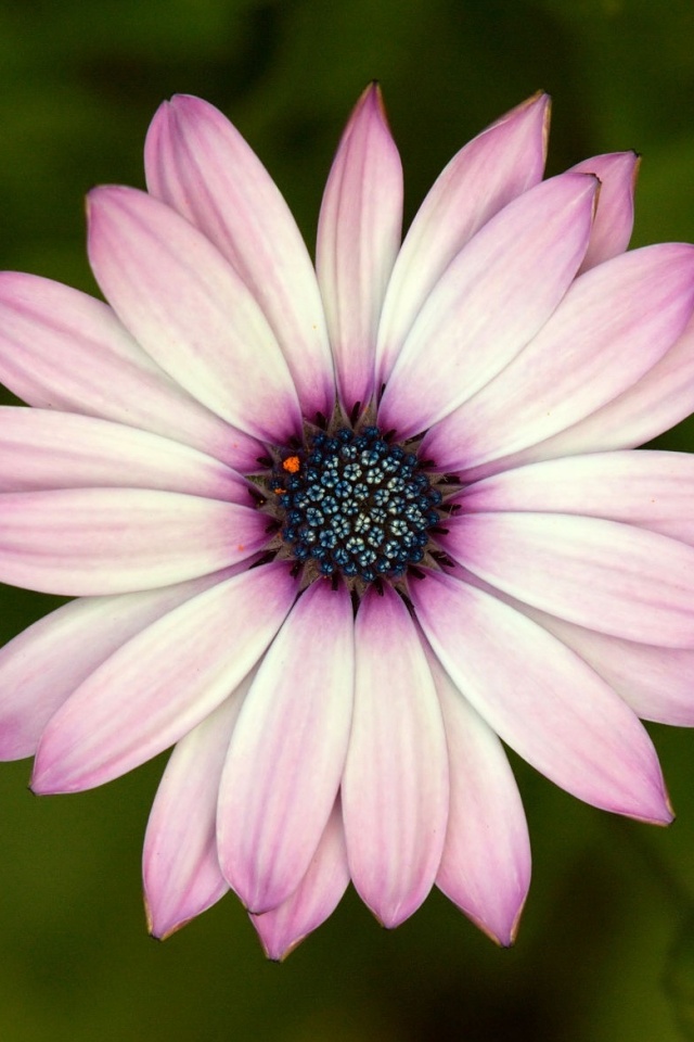 Макро фотография цветка обои