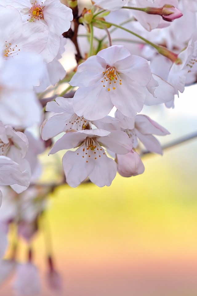 Цветение вишни обои