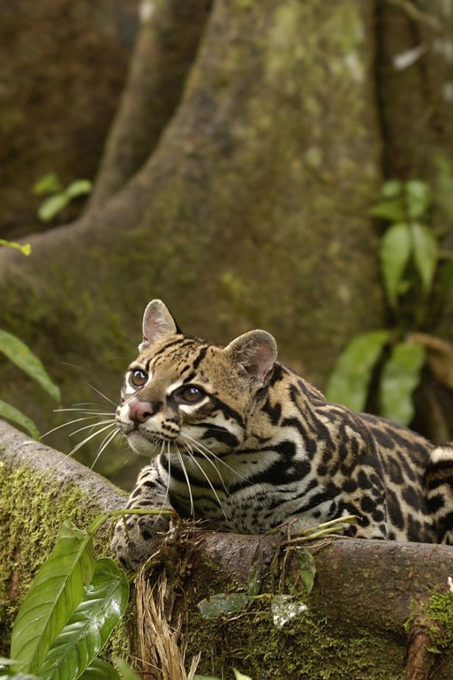 Оцелот обои