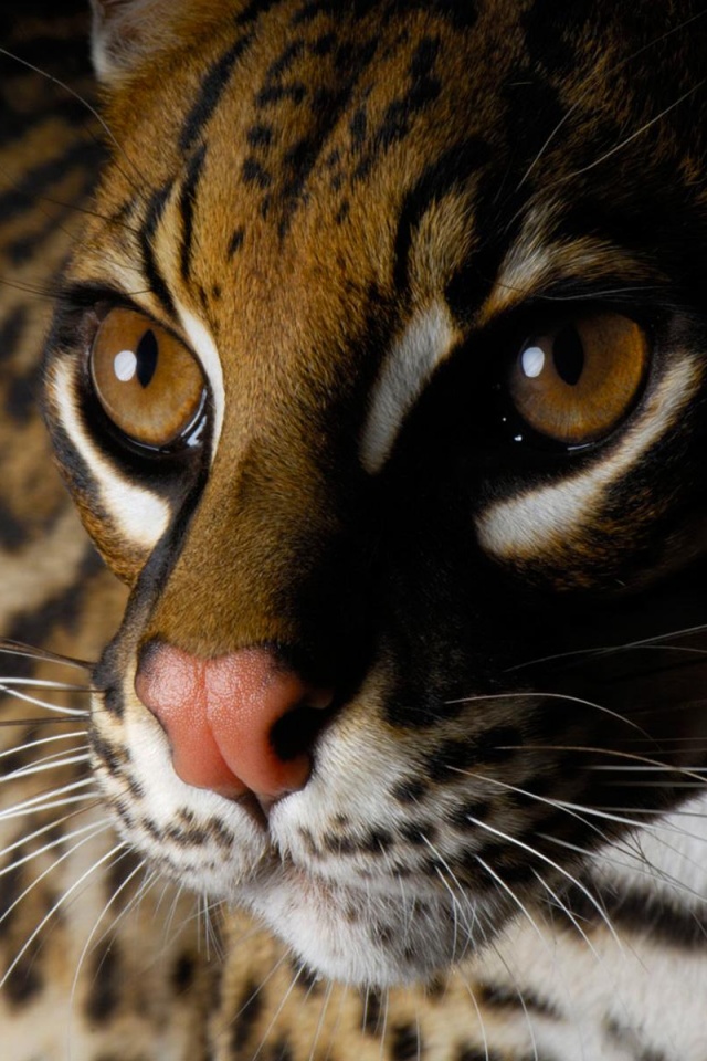 Оцелот обои