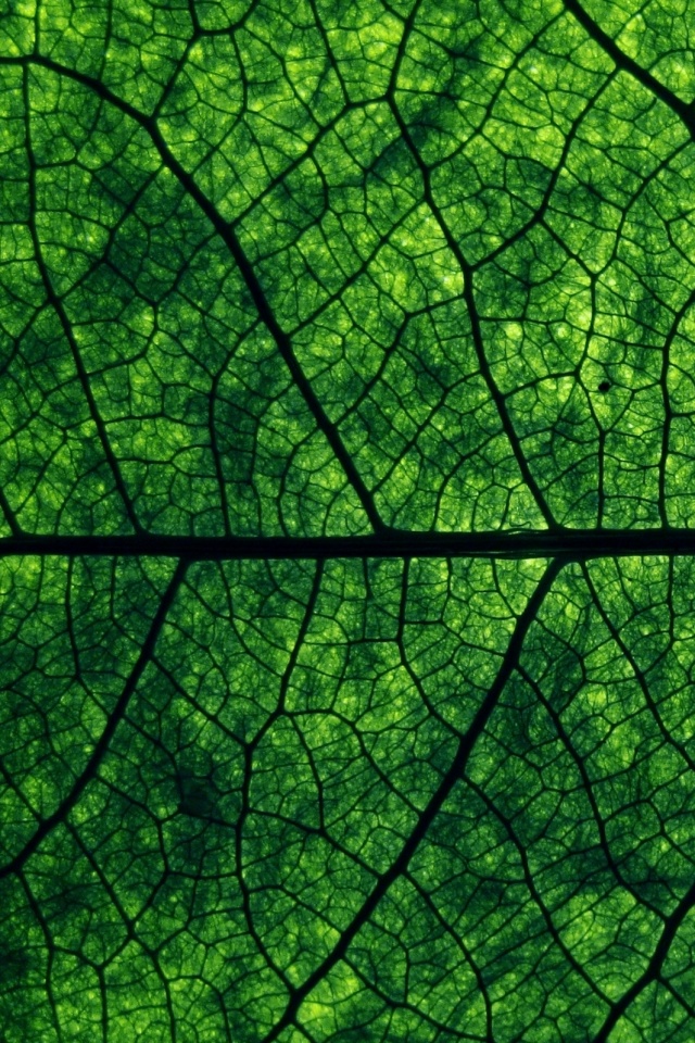 Свечение зеленого листа в макро обои