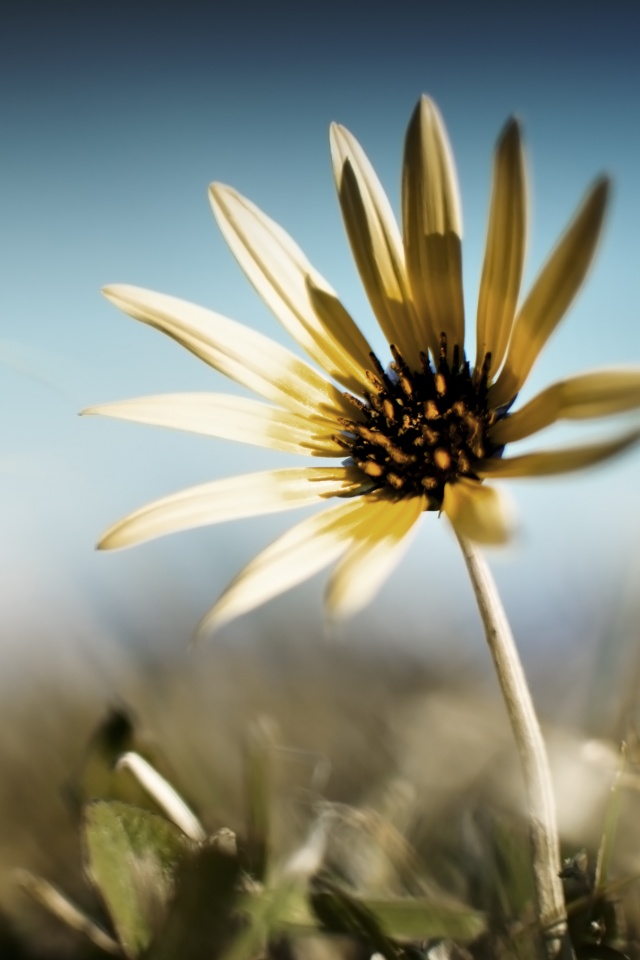 Летний цветок на солнце обои