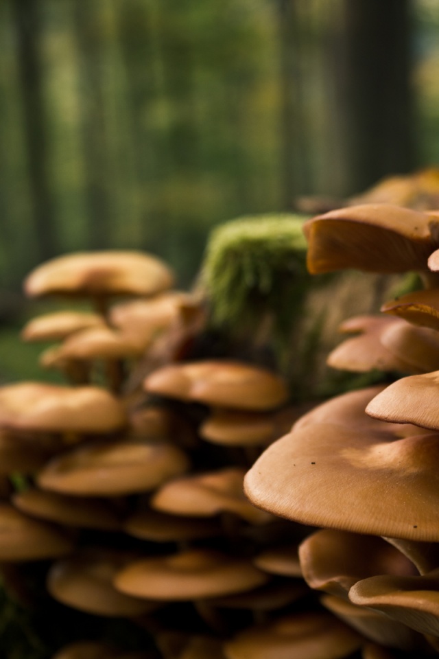 Лесные грибы на пне обои