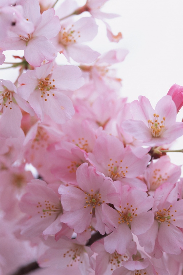 Цветение вишни обои