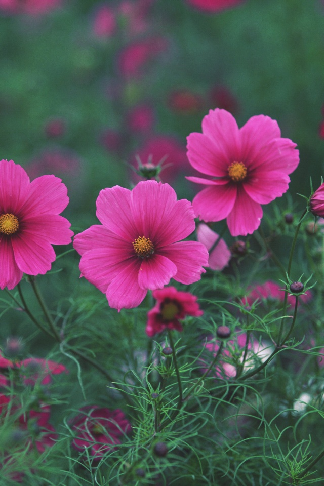 Яркие розовые цветы обои