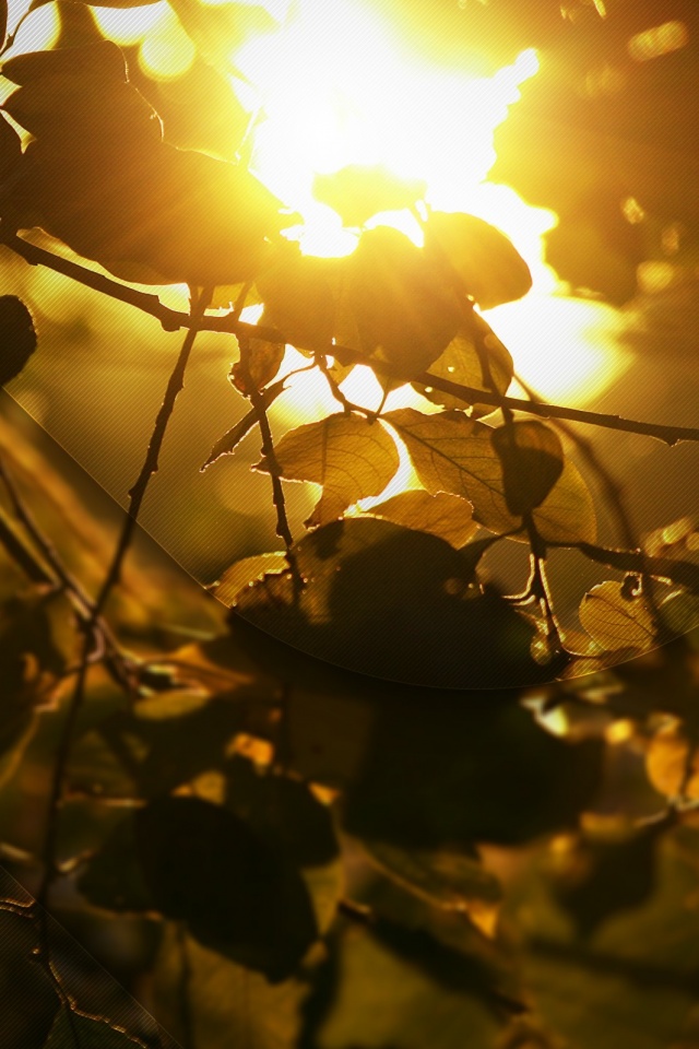 Солнце пробивается сквозь листву обои