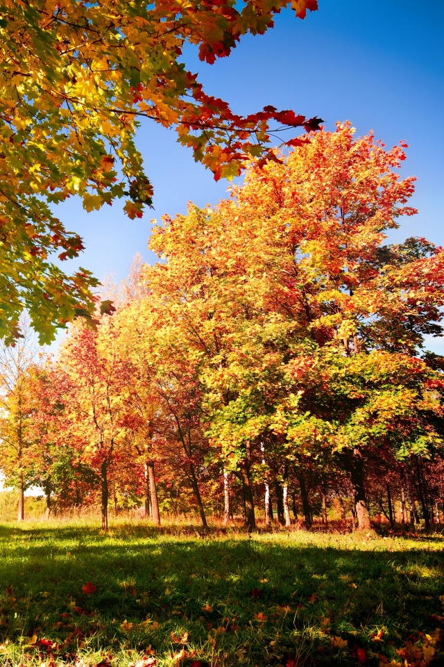 Осень в лесу обои