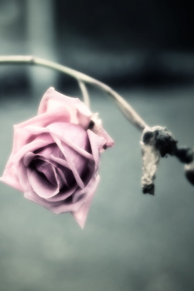 Увядающая роза обои