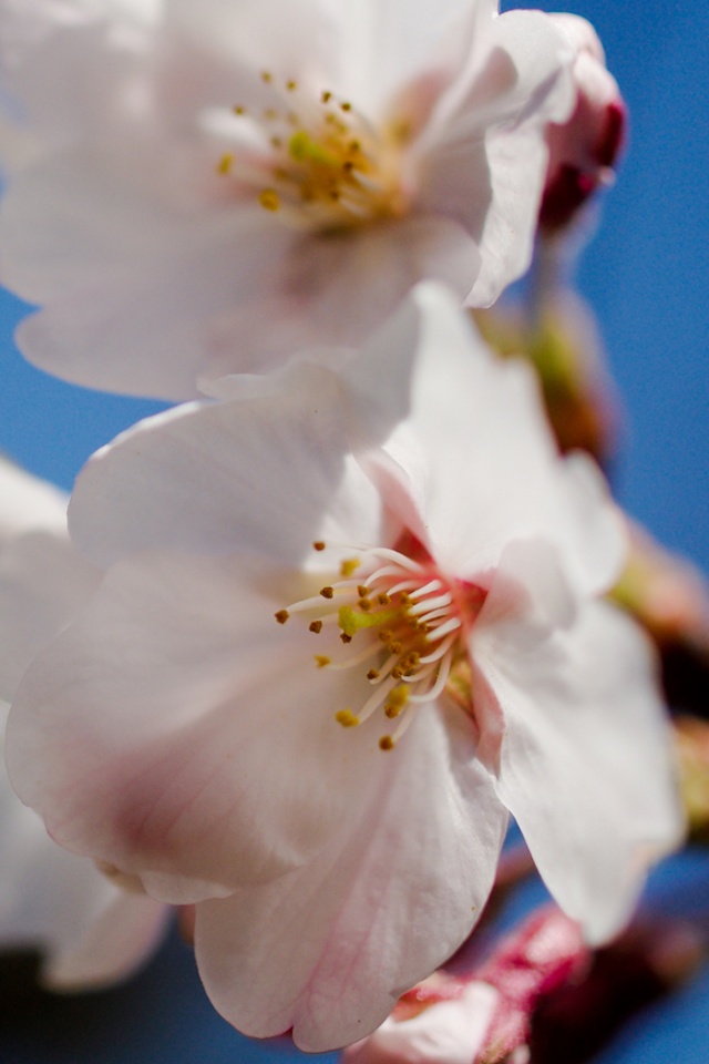 Нежные белые цветы обои