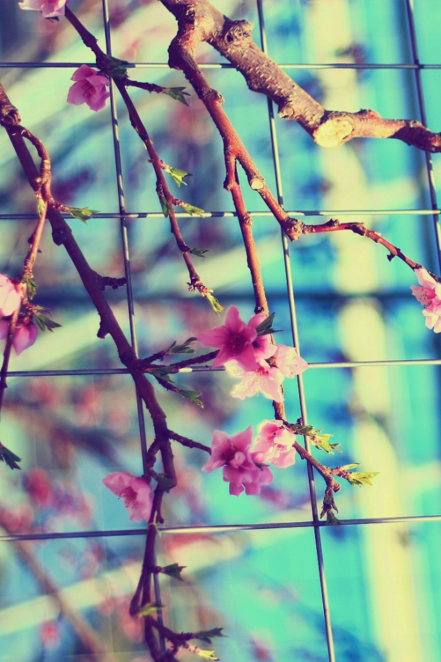 Ветка за сеткой обои