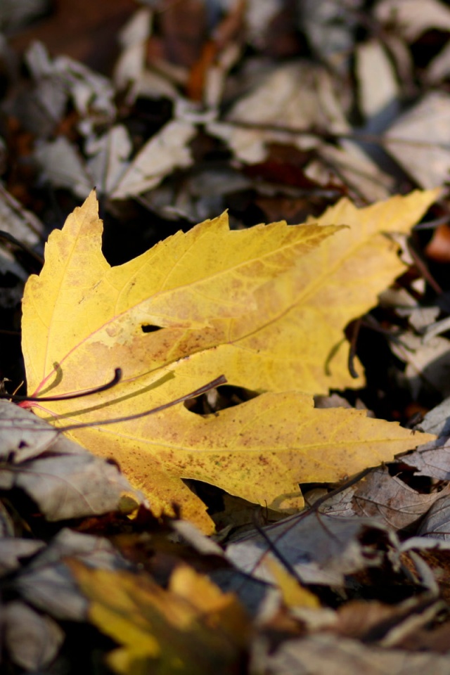 Мёртвая листва обои