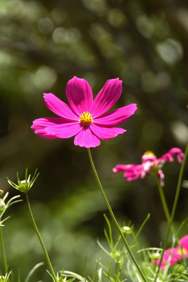 Белые и розовые цветочки обои