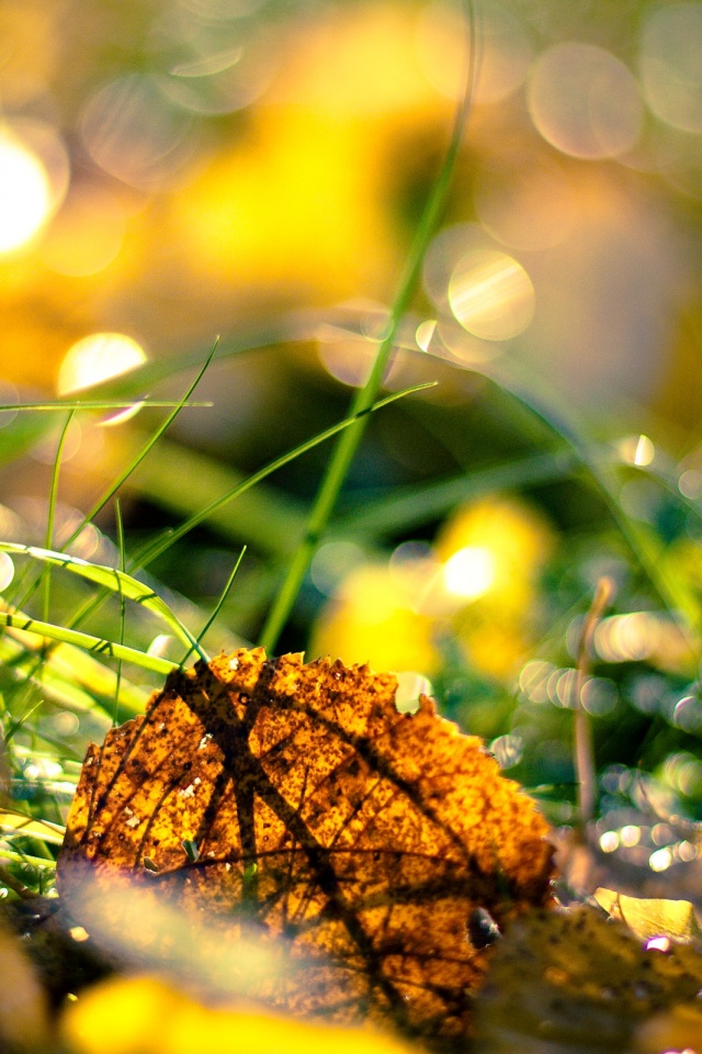 Опавший лист в траве обои