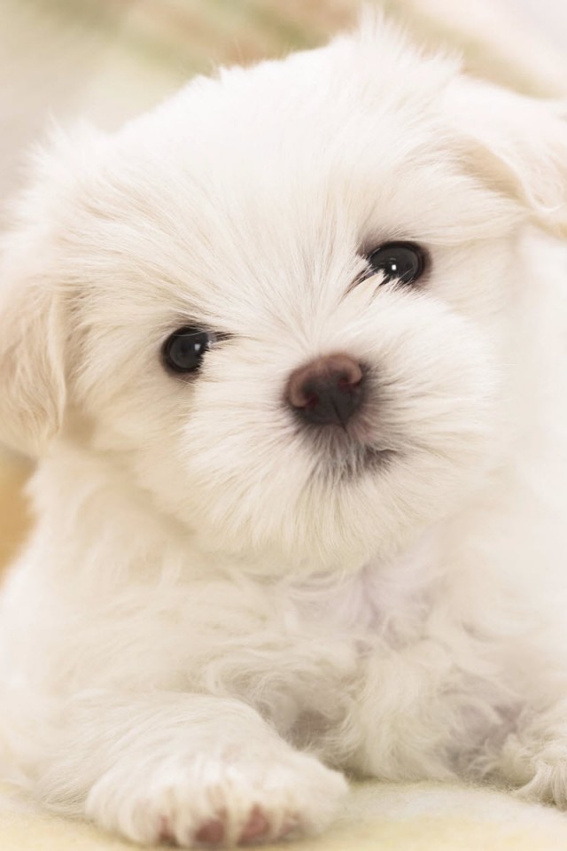 Щенок мальтийской болонки обои