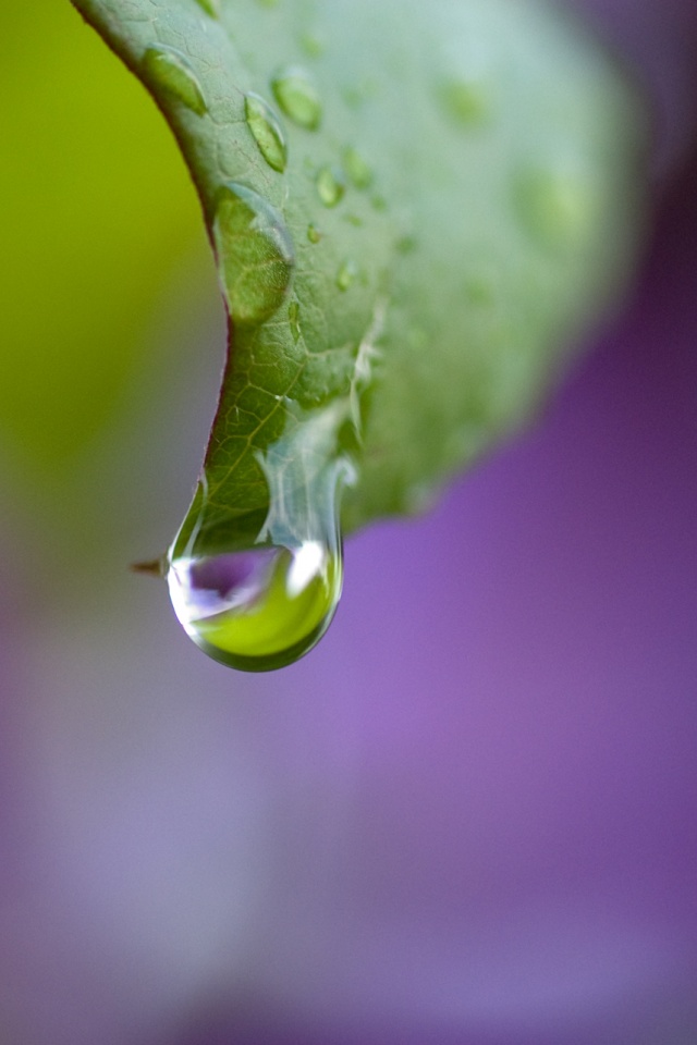 Капля на листе обои