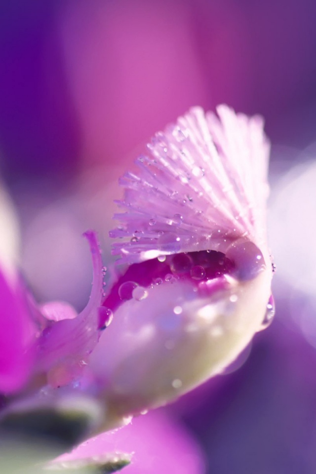 Капли на лиловом цветке обои