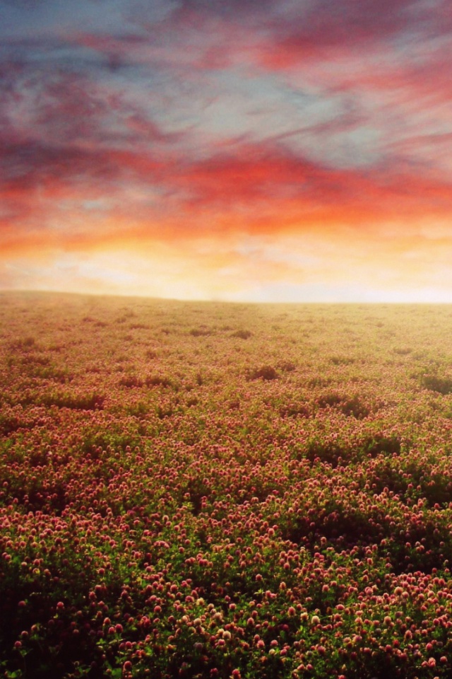 Закатное небо над цветочным полем обои