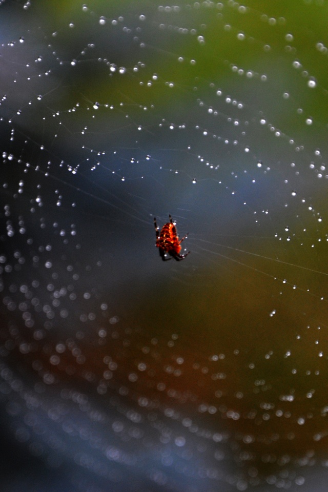 Паук на паутине обои