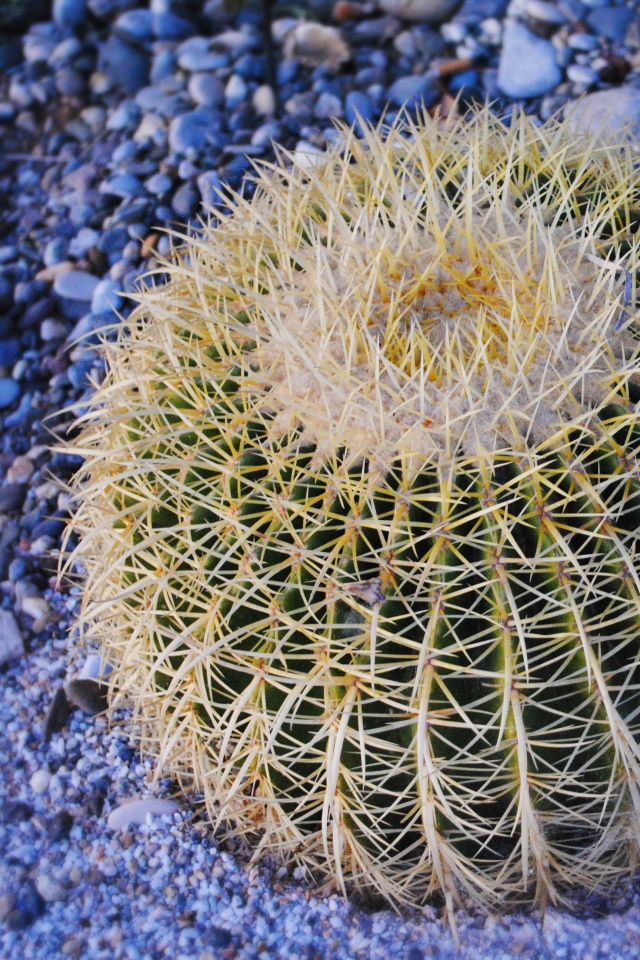 Круглый кактус обои