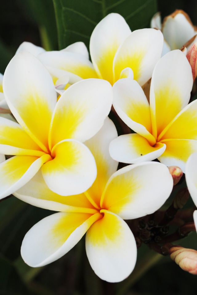 Прекрасные цветы обои