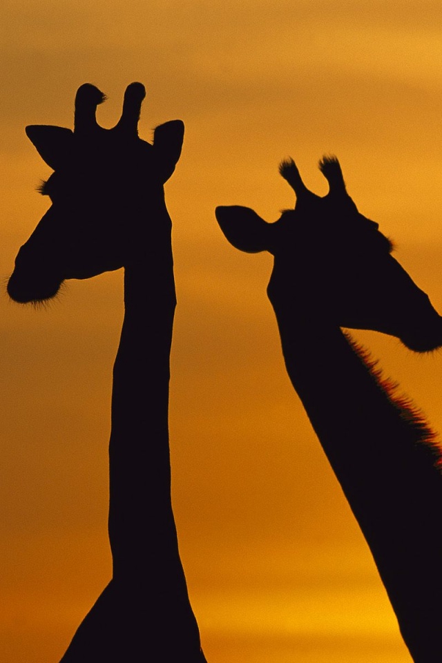 Три силуэта жирафов на фоне неба обои