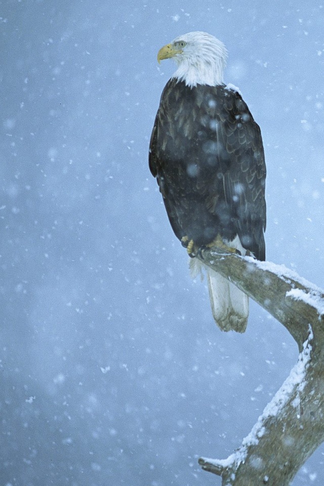 Орлы на ветке в снегопад обои