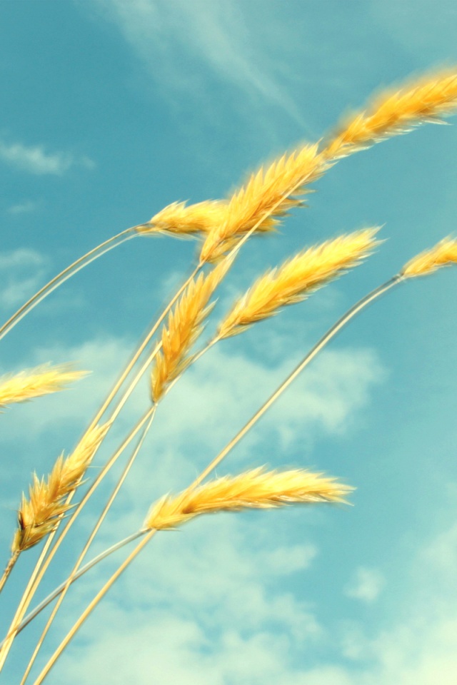 Колосья обои