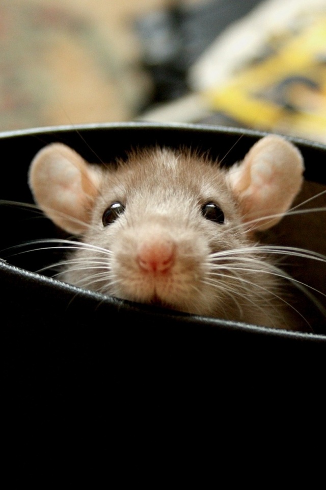 Мышонок выглядывает из ботинка обои