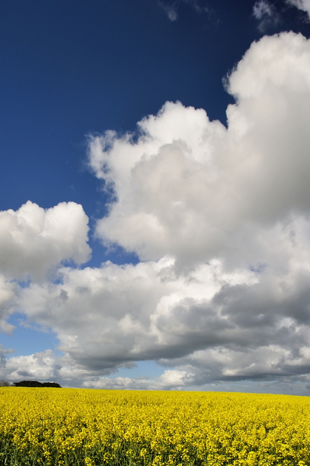 Цветочное поле обои