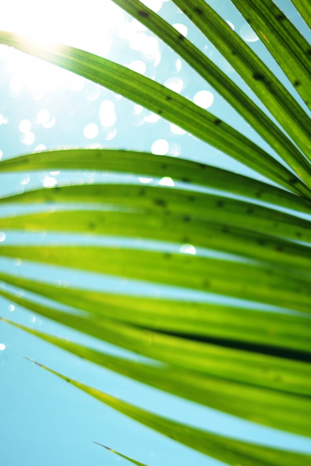 Солнце просвечивает сквозь пальмовый лист обои