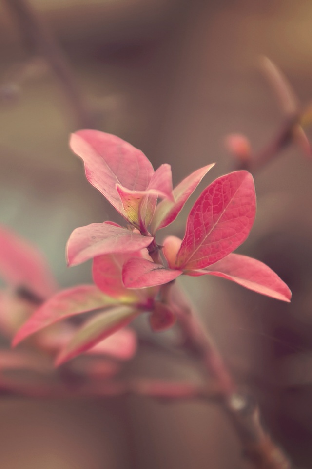 Красные листья на ветке обои