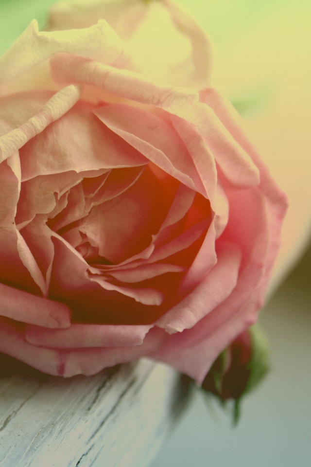 Бутон нежной розы обои