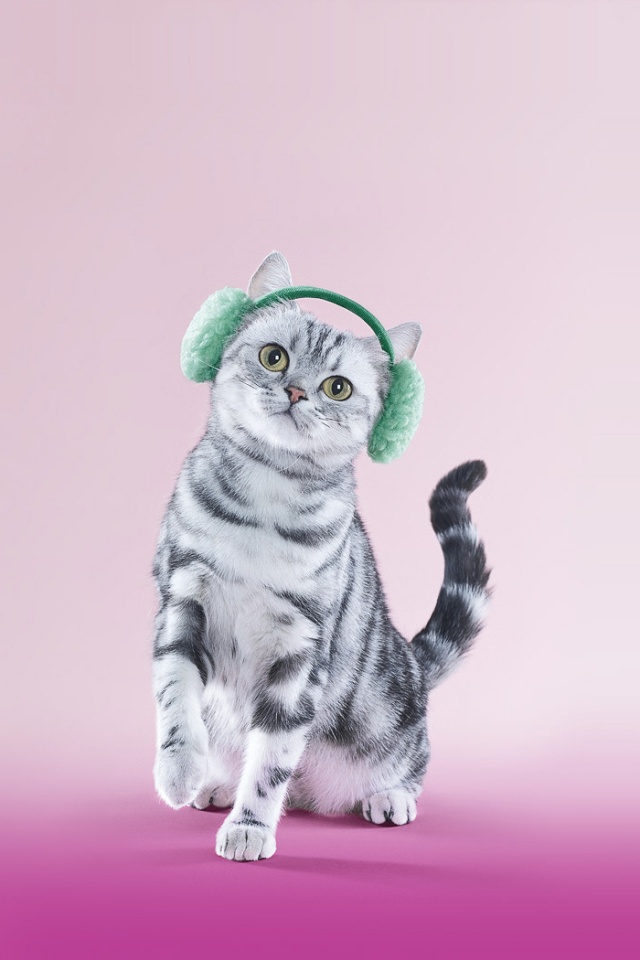 Кот в зеленых наушниках обои